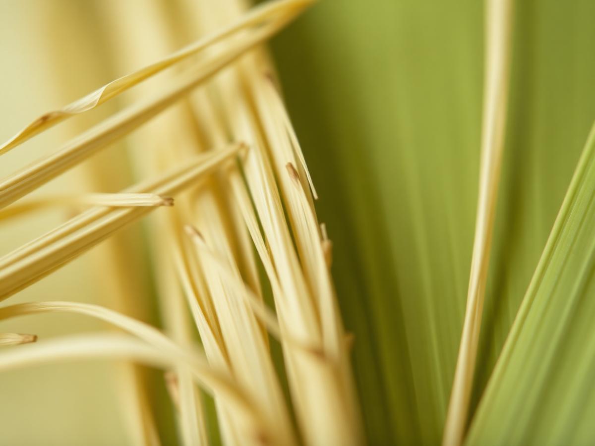 Natuurlijke vezels als grondstof